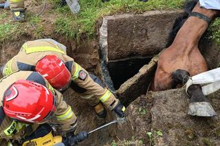 Strzyżów. Koń w dole