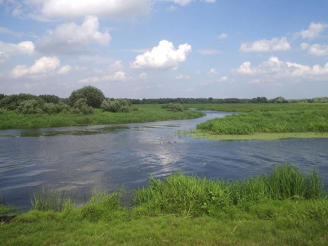 Ujście Warty