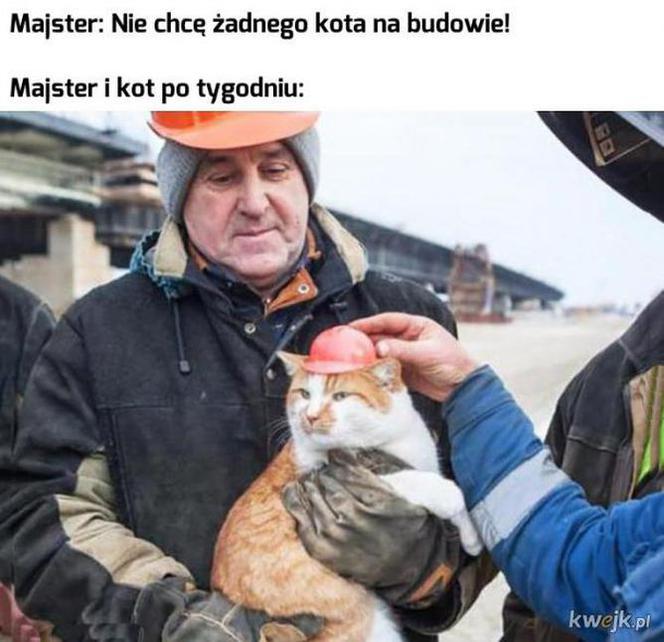 Dzień Kota 2020