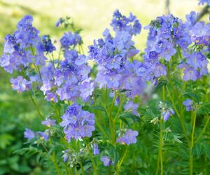 Wielosił błękitny - Polemonium caeruleum