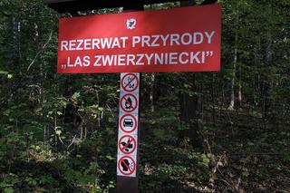 Las Zwierzyniecki w jesiennej odsłonie. Leśna dżungla w sercu Białegostoku [ZDJĘCIA]