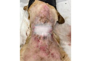 Założyli psu na szyję gumę, trytytki, żeby wrzynały się tchawicę. Jest wyrok sądu za znęcanie się nad Marcelinką. To były tortury