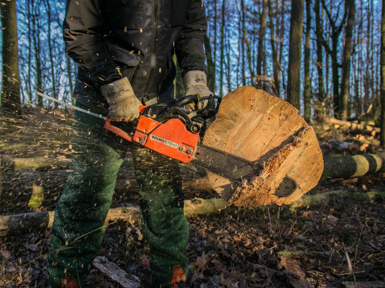 Katowice: Wytną ponad 20 drzew w Szopieniach. Dlaczego? Powody są zaskakujące