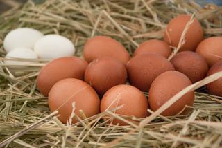 Salmonella w jajkach! GIS wydało nowe ostrzeżenie. Sprawdź szczegóły