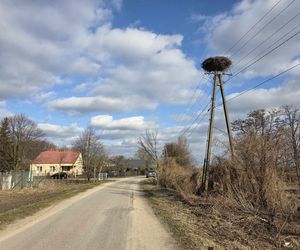 Pierwsze bociany już w Polsce