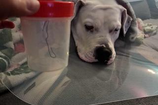 Pies Jazz zjadł kiełbasę naszpikowaną drutem