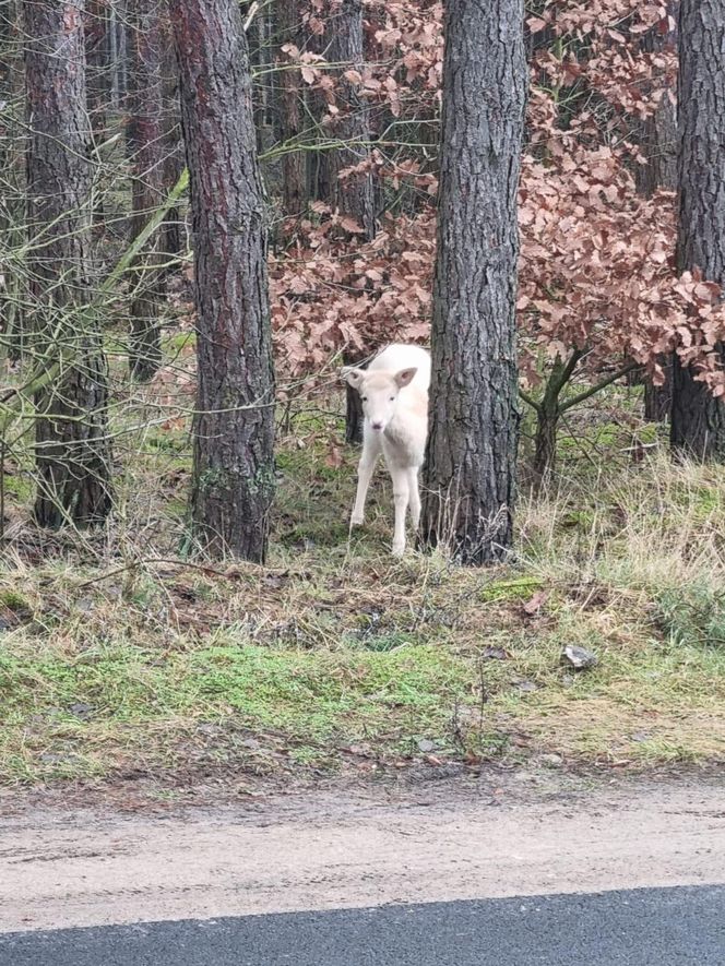 Biała sarna w wielkopolskich lasach