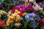 Potworne Cuda,  Światowa Wystawa Orchidei, Bonsai i Sukulentów oraz PLANTS Wielkie Targi Roślin 