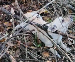 Płakał nad tym psem. Damian zastawiał pułapki na leśną zwierzynę. Kundelek umierał w męczarniach