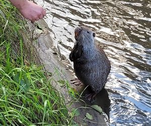 Nutrie w Rybniku są już odławiane