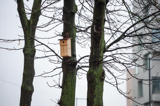 Drogowcy usunęli z latarni gniazda. W zamian zamontowali skrzynki lęgowe, by ptaki miały dokąd wrócić