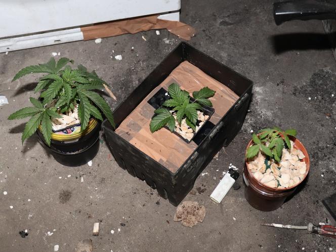 Marihuanę uprawiał w pralce. Policjanci z Radziejowa byli w szoku
