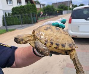 Żółw przechytrzył człowieka. Szukają właściciela czworonoga w Mosinie