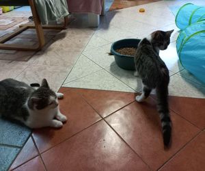 Poszukiwani wolontariusze do pomocy w Kociarni w Lesznie