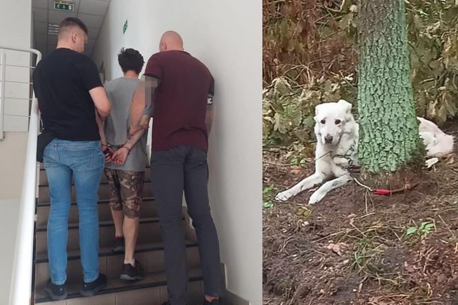 27-latek przywiązał psa do drzewa i zostawił w lesie! Policjanci nie miała dla niego skrupułów