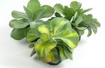 Kalanchoe wiechowate