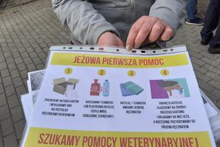 Jeże w parku na Bydgoskim Przedmieściu