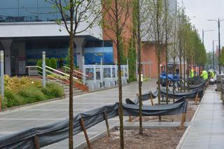 Środmieście odmienione! W tych miejscach pojawiły się nowe drzewa [ZDJĘCIA]