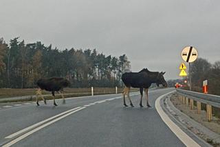 Kujawsko-pomorskie. Samochód po uderzeniu w łosia wpadł do stawu. Trwa akcja ratunkowa!