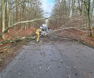 Groźne wichury na Warmii i Mazurach. Drzewo spadło na jadące auto, jedna osoba ranna