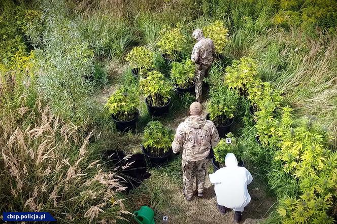 Kujawsko-pomorskie: Policja zlikwidowała plantacje marihuany! Jedna była ukryta w lesie