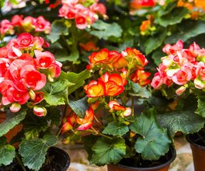 Begonia zimowa