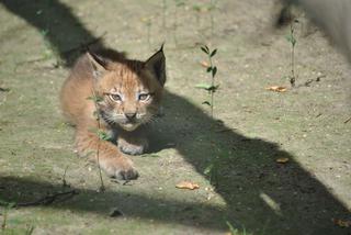 Myślęcińskie zoo ma nowych mieszkańców! Na świat przyszły dwa rysie! [ZDJĘCIA]