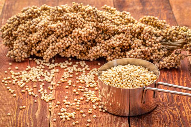 Sorgo - właściwości i zastosowania kulinarne