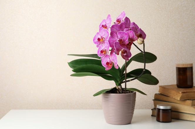 Storczyk Phalaenopsis