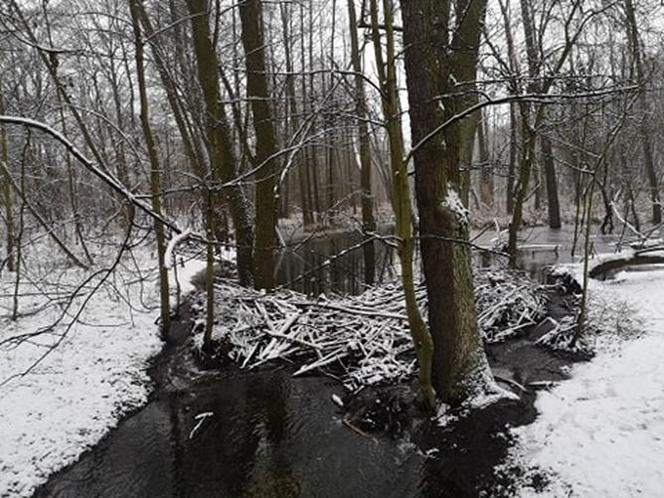 Jezioro Rusałka w zimowej aurze