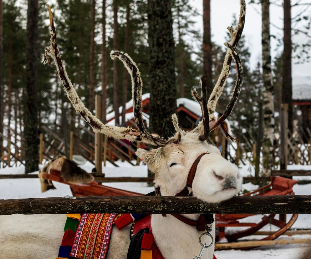 Lot do św. Mikołaja na pokładzie PLL LOT. Rejsy do Rovaniemi jesienią. Ruszyła sprzedaż biletów