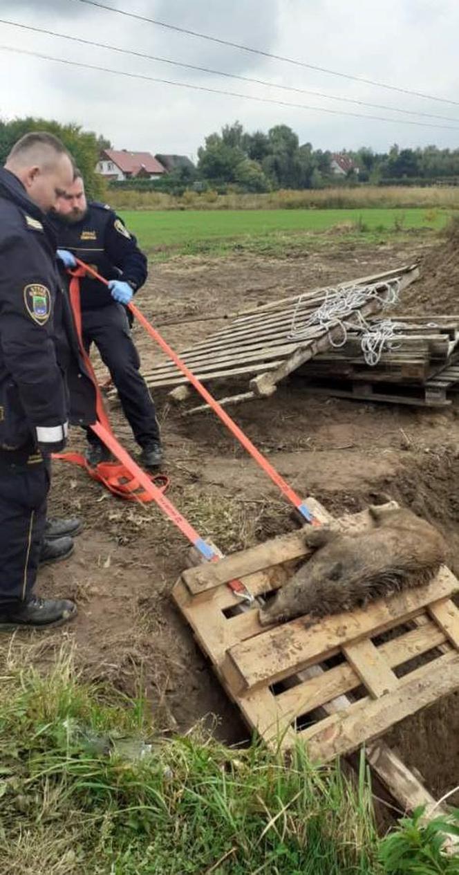 Kicin: Dziki wpadły do rowu! Uśpienie było koniecznością