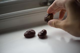 Kasztan - naturalny odstraszacz pająków