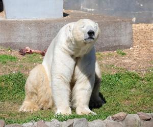 Niedźwiedzie polarne z Warszawskiego ZOO