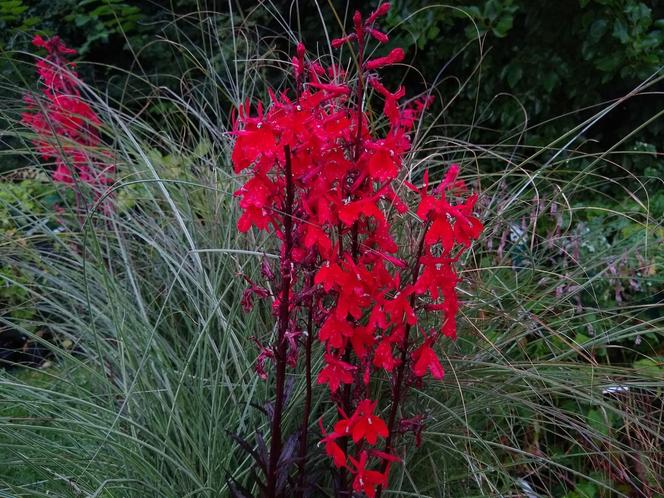 Lobelia szkarłatna