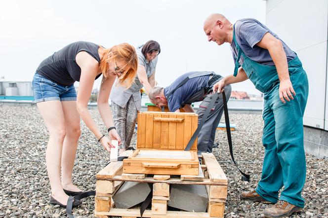UŚ ma własną pasiekę! Pszczoły zamieszkają na dachu wydziału Prawa i Administracji [GALERIA]