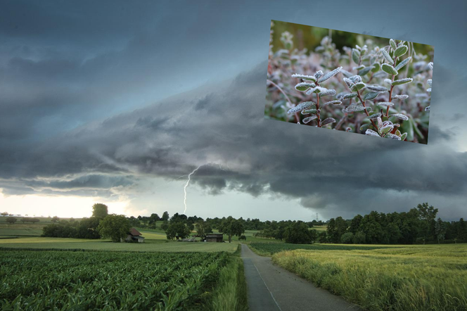 Pogoda na maj 2022 - nadchodzą przymrozki i burze. IMGW planuje wydać ostrzeżenia!