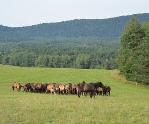 Największa taka stadnina na świecie leży w Małopolsce. Hodują tam wyjątkowe konie 