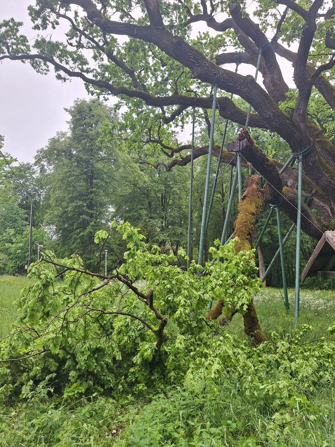 Dąb Bartek w Zagnańsku ucierpiał w czasie wichury