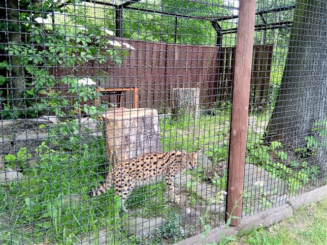 Śląski Ogród Zoologiczny ma nowego lokatora! To 14-miesięczna samica Serwala [ZDJĘCIA, AUDIO]