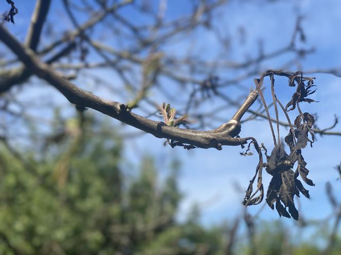 Przemarznięte orzechy włoskie wypuszczają już liście - zdjecia maj 2024