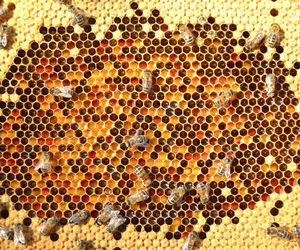 Apilarnil: zapomniane a cenne mleczko z trutnia. Właściwości lecznicze i dawkowanie