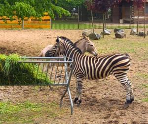 Wspaniała przyjaźń w bydgoskim zoo. „Zebra i osioł zrozumiały, że co dwa ogony to nie jeden”