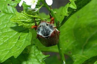Inwazja wielkich owadów we Wrocławiu. Wplątują się we włosy i wlatują pod koszulki 