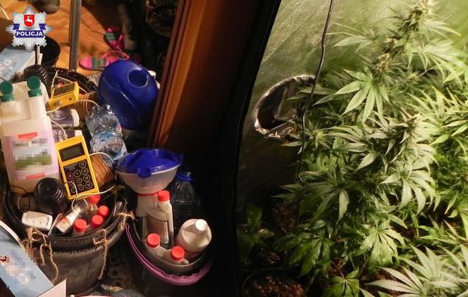 Plantacja marihuany na lubelskim LSM-ie zlikwidowana! 22-latkowi grozi osiem lat