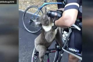 Ratują płonące koale!