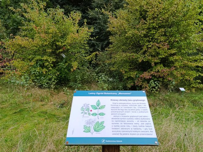 Zaczarowany ogród Alicji w Krainie Czarów i ścieżka spacerowa w lesie. Leśny Ogród Botaniczny Marszewo