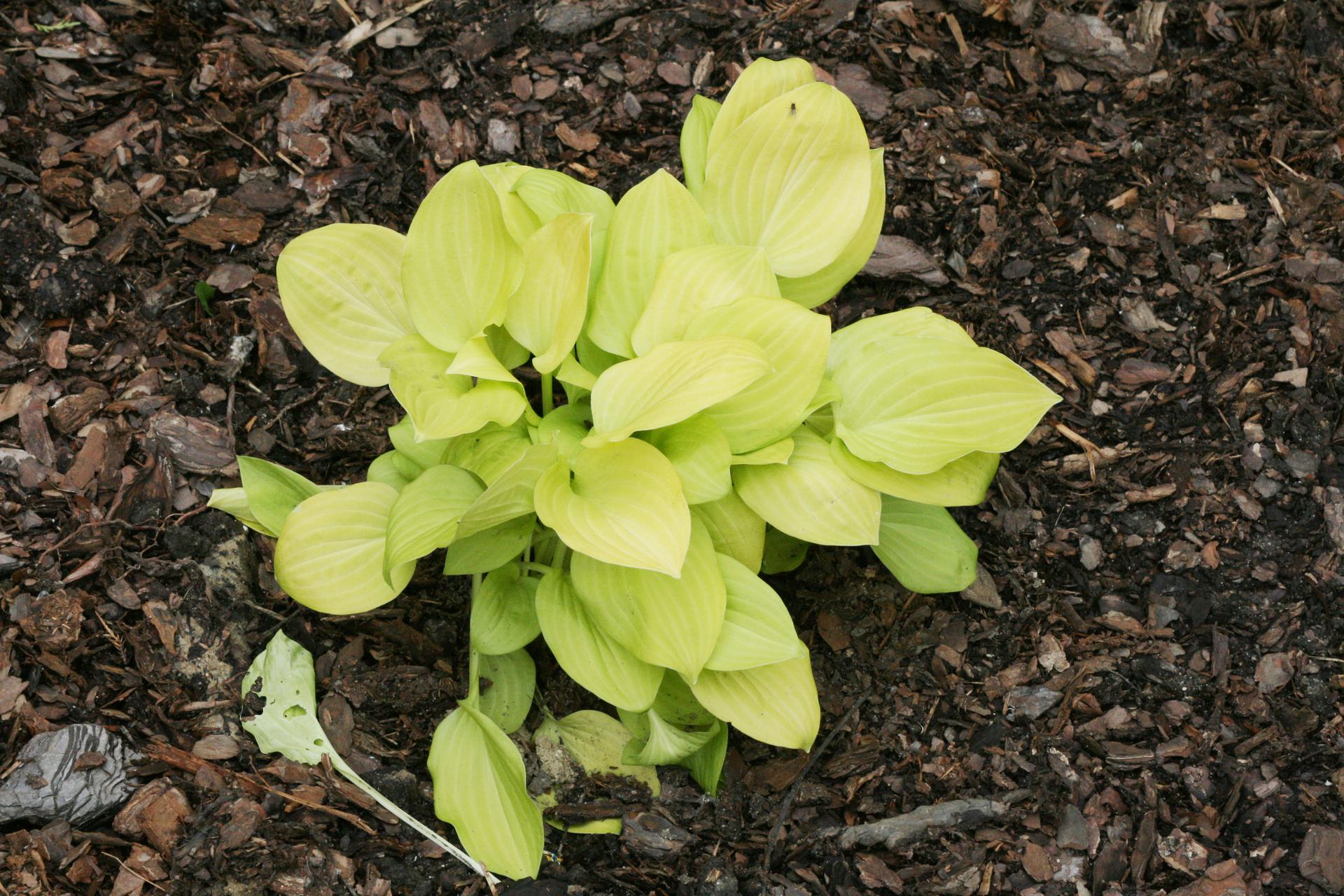 Funkia 'Vanilla Cream' Hosta hybrida 'Vanilla Cream' Urzadzamy.pl