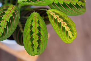Maranta