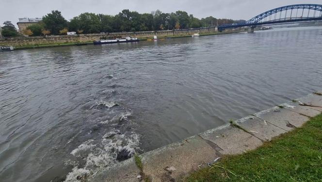 Deszcz w Krakowie znów sprawił, że Wisła zamieniła się w ściek. Przez miasto przełynęła rzeka papieru toaletowego, włosów i podpasek